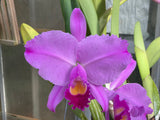 C. trianaei `Polyhymnia' Original Division Select Species Cattleya Orchid Plant Div #1