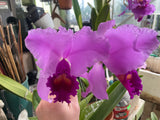 C. trianaei `Red Lips' Original Division Select Species Cattleya Orchid Plant Div #1