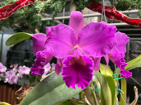 Slc. Lani Bird `Helen Palik' AM/AOS Division #1 Cattleya Orchid Plant