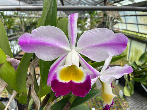 C. wallisii (eldorado) `Fairy' AM/AOS Select Cattleya Species Orchid Plant