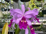C. warscewiczii `Geneslag' AM/AOS Original Division #1 Select Species Cattleya Orchid Plant