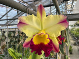 Blc. Mem. Frank Main `Phelps Farm' AM/AOS Original Division Cattleya Orchid Plant