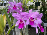 C. warscewiczii `Geneslag' AM/AOS Original Division #1 Select Species Cattleya Orchid Plant