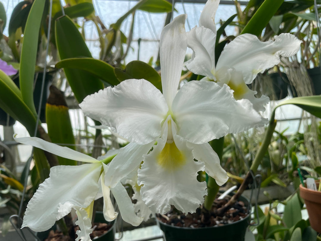 C. warscewiczii alba `Karen&