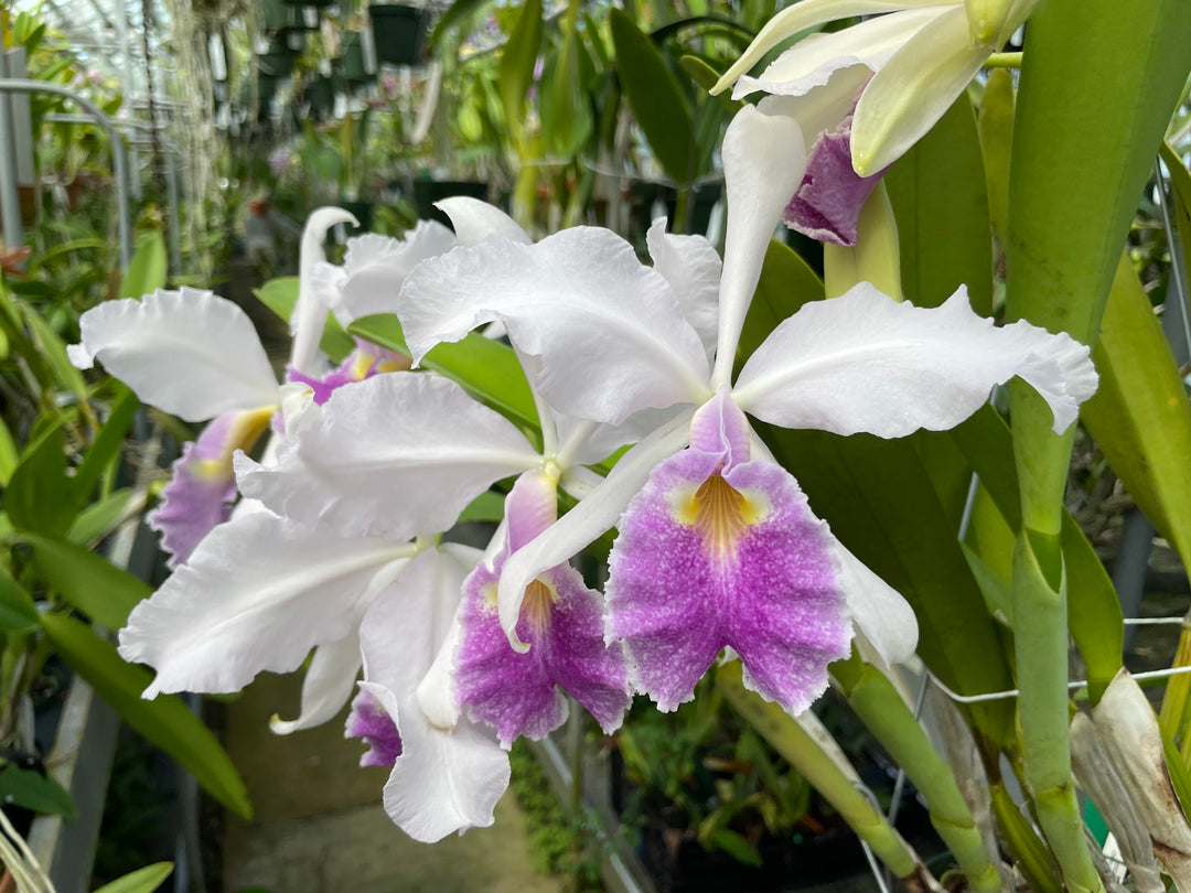 C. warscewiczii coerulea `Alani Blue&