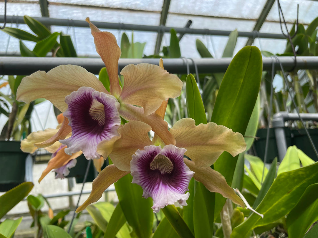 L. tenebrosa `Maria Fumacea&