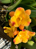 Otr. Nalo Bouquet `Puanani' Select Quality Cattleya Orchid Plant DIV #1
