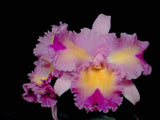 Blc. Silk Slippers `Southern Beauty' HCC/AOS Div #2 Stewarts Cattleya Orchid Plant