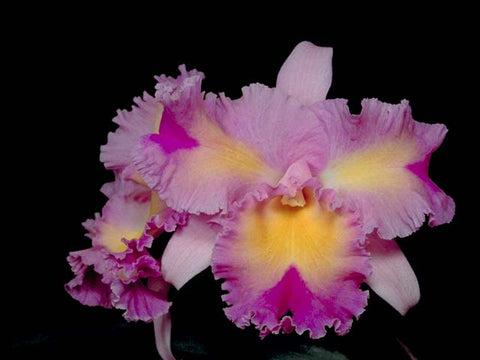 Blc. Silk Slippers `Southern Beauty' HCC/AOS Div #2 Stewarts Cattleya Orchid Plant