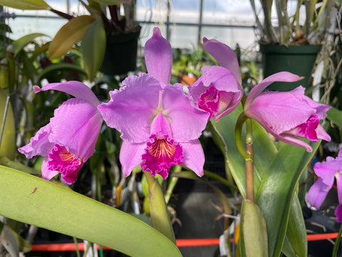 C. trianaei `Atila' Original Division Select Species Cattleya Orchid Plant Div #2