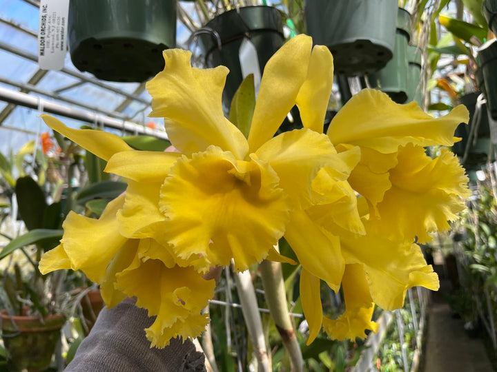 Blc. Destiny `Trymwood&