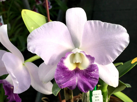 Lc. Busy Bev `Blue Jewel' AM/AOS Mericlone #2 Cattleya Orchid Plant