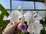 C. trianaei coerulea `61706A' Original Division Select Species Cattleya Orchid Plant Div #1