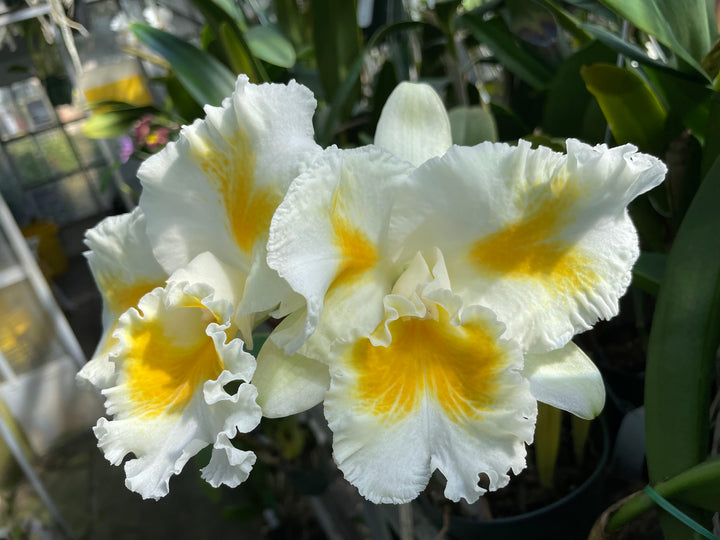 Lc. Mem. Alice Mathews `Orchid Alley&