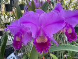 C. trianaei `Cumbal' Original Division Select Species Cattleya Orchid Plant Div #1