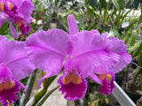 C. trianaei `A10282022' Original Division Select Species Cattleya Orchid Plant Div #1