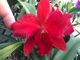 Slc. Hazel Boyd `Debbie' Div #2 Mericlone Cattleya Orchid Plant