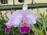 C. trianaei `Dinosaurio' Select Species Cattleya Orchid Plant Div #1