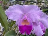 C. trianaei `Dinosaurio' Select Species Cattleya Orchid Plant Div #1
