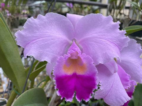 C. trianaei `Dinosaurio' Select Species Cattleya Orchid Plant Div #1