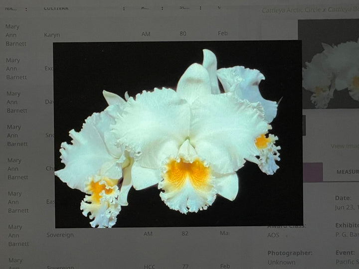 C. Mary Ann Barnett `Exquisita&