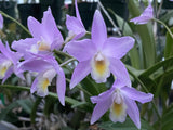 L. Finckeniana `George' HCC/AOS (albida x anceps) Cattleya Orchid Plant DIV #1