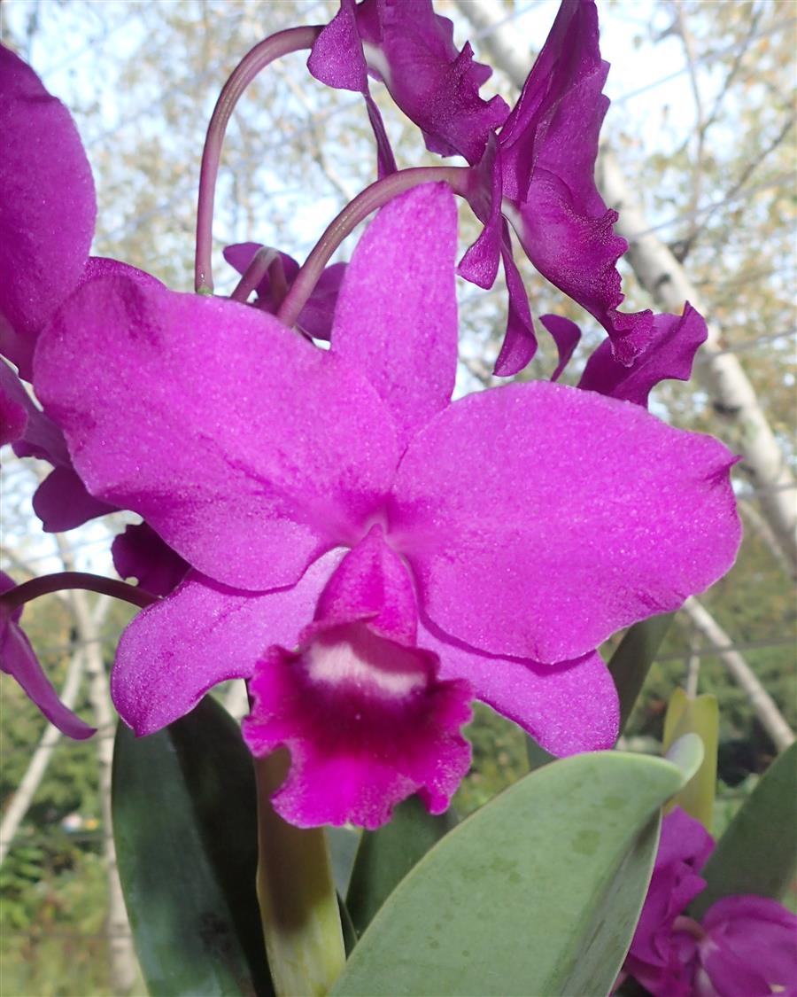 C. bowringiana `Kathleen&