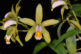 C. forbesii `Kathleen' AM/AOS Original Division #2 Cattleya Species Orchid Plant