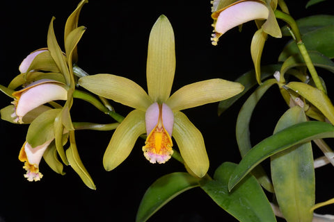 C. forbesii `Kathleen' AM/AOS Original Division #1 Cattleya Species Orchid Plant