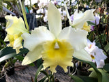 Blc. Fortumate `Sweet Eloquence' AM/AOS Original Division #1 Select Cattleya Orchid Plant