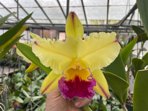 Blc. Mem. Frank Main `Phelps Farm' AM/AOS Original Division Cattleya Orchid Plant