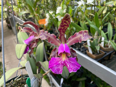 C. schilleriana `Gabriel Amaru' AM/AOS Original Select Species Cattleya Orchid Plant