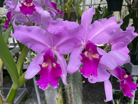 C. warscewiczii `Geneslag' AM/AOS Original Division #1 Select Species Cattleya Orchid Plant