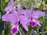 C. warscewiczii `Halo' AM/AOS Original Division #1 Select Species Cattleya Orchid Plant