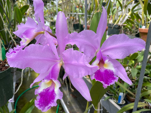 C. warscewiczii `Halo' AM/AOS Original Division #1 Select Species Cattleya Orchid Plant