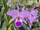 C. warscewiczii `Halo' AM/AOS Original Division #1 Select Species Cattleya Orchid Plant