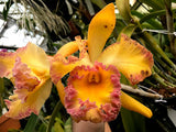 Blc. Harlequin `Act 1' AM/AOS Division #1 Meristem Cattleya Orchid Plant