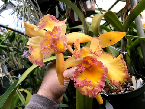 Blc. Harlequin `Act 1' AM/AOS Division #1 Meristem Cattleya Orchid Plant