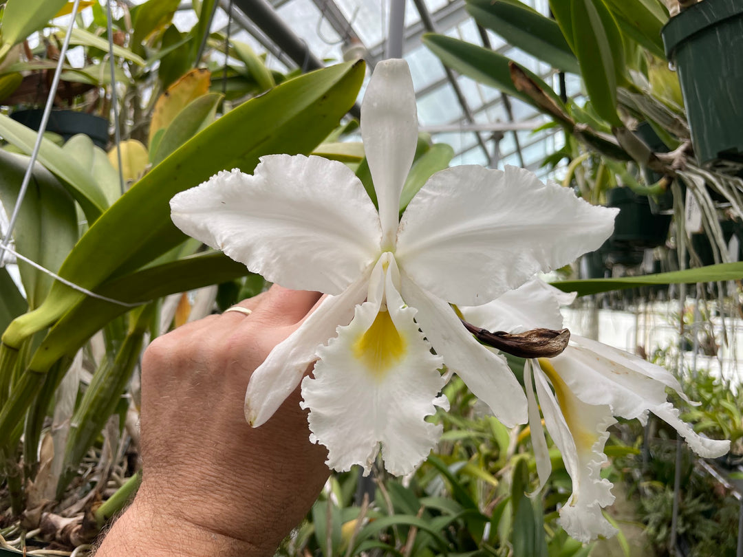 C. warscewiczii alba `Karen&