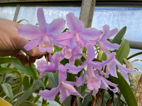 C. bowringiana `Kyle's Rose Quartz' Div #1 Original Division Cattleya Orchid Plant