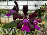 C. Mareeba Tiger `Kylo Ren' AM/AOS Div #1 Original Cattleya Orchid Plant