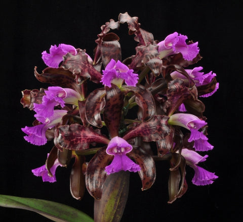 C. Mareeba Tiger `Kylo Ren' AM/AOS Div #1 Original Cattleya Orchid Plant