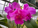 Slc. Lani Bird `Helen Palik' AM/AOS Division #1 Cattleya Orchid Plant