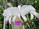 C. trianaei coerulea `La Perla' Original Division Select Species Cattleya Orchid Plant Div #1