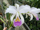 C. trianaei coerulea `La Perla' Original Division Select Species Cattleya Orchid Plant Div #1