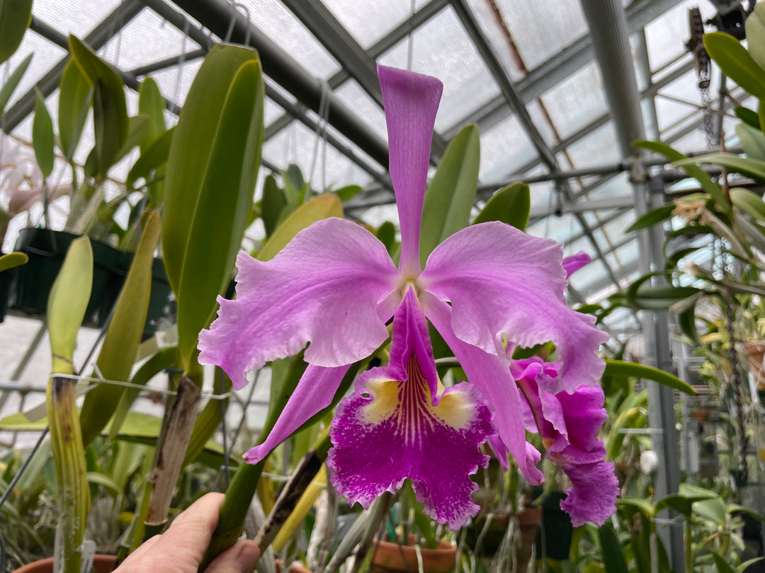 C. warscewiczii `Alberta&
