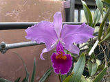 C. trianaei atropurpurea schusteriana Original Division Select Species Cattleya Orchid Plant Div #1