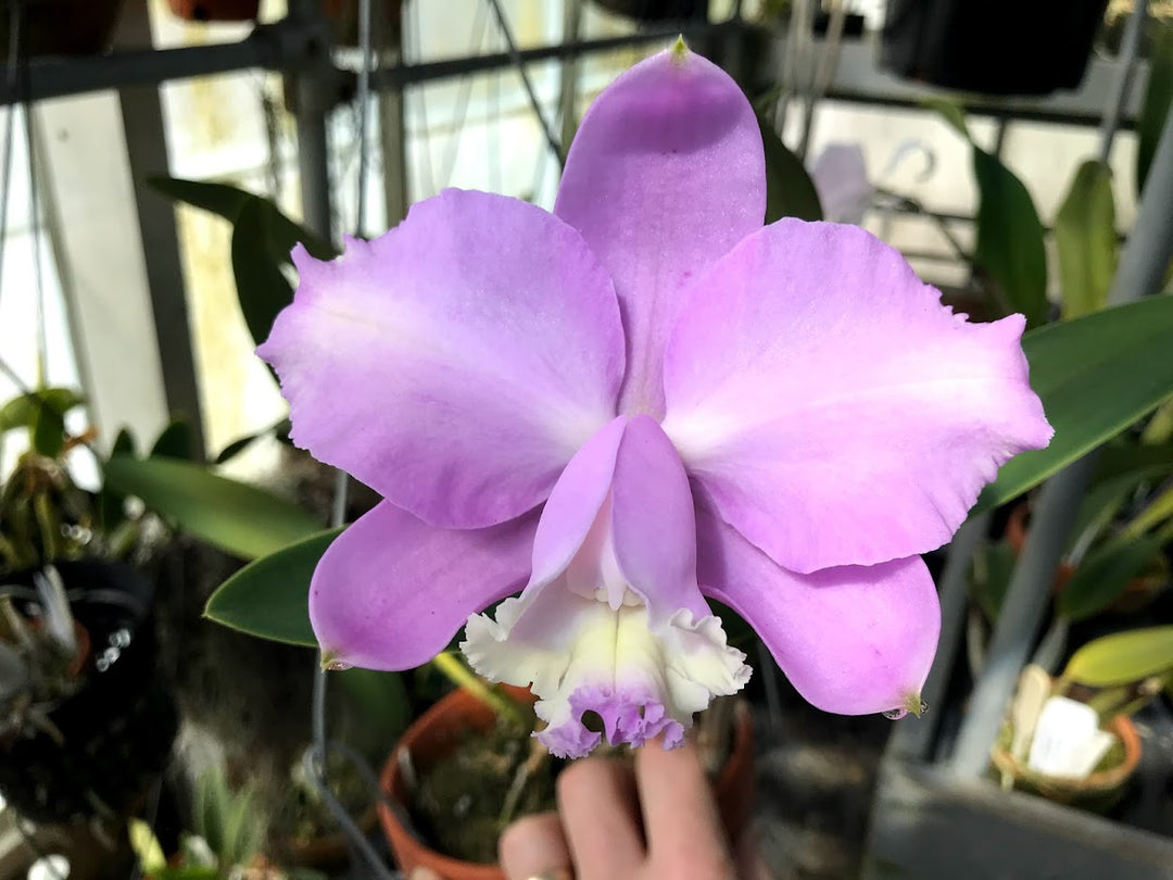 C. loddigesii aquinii (`Alvero Pereira&