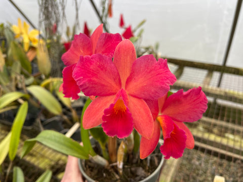 Slc. Hazel Boyd `Orchid Alley Lipstick' AM/AOS Div #1 Cattleya Orchid Plant