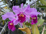 Blc. Louis B. Off `Waldor' Div #1 Original Cattleya Orchid Plant